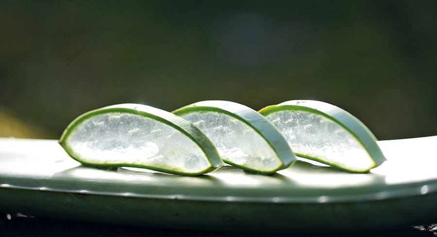 Aloe Frischpflanzenblatt